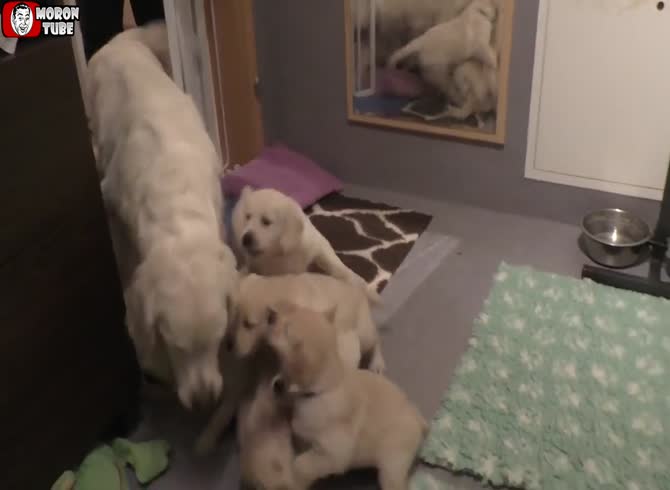 Video :A dog does not want her puppies to nurse since they are too old (Austria)